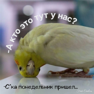 Пусть понедельник станет твоей креативной сценой