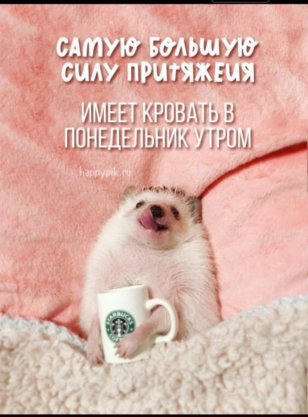 ежик держит чашку с логотипом Starbucks, лежа на спине, на фоне розового пледа, с текстом на русском о понедельнике утром