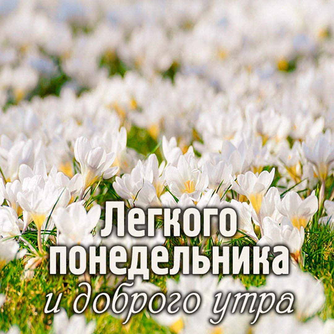 Поле белых цветков крокусов с надписью Легкого понедельника и доброго утра
