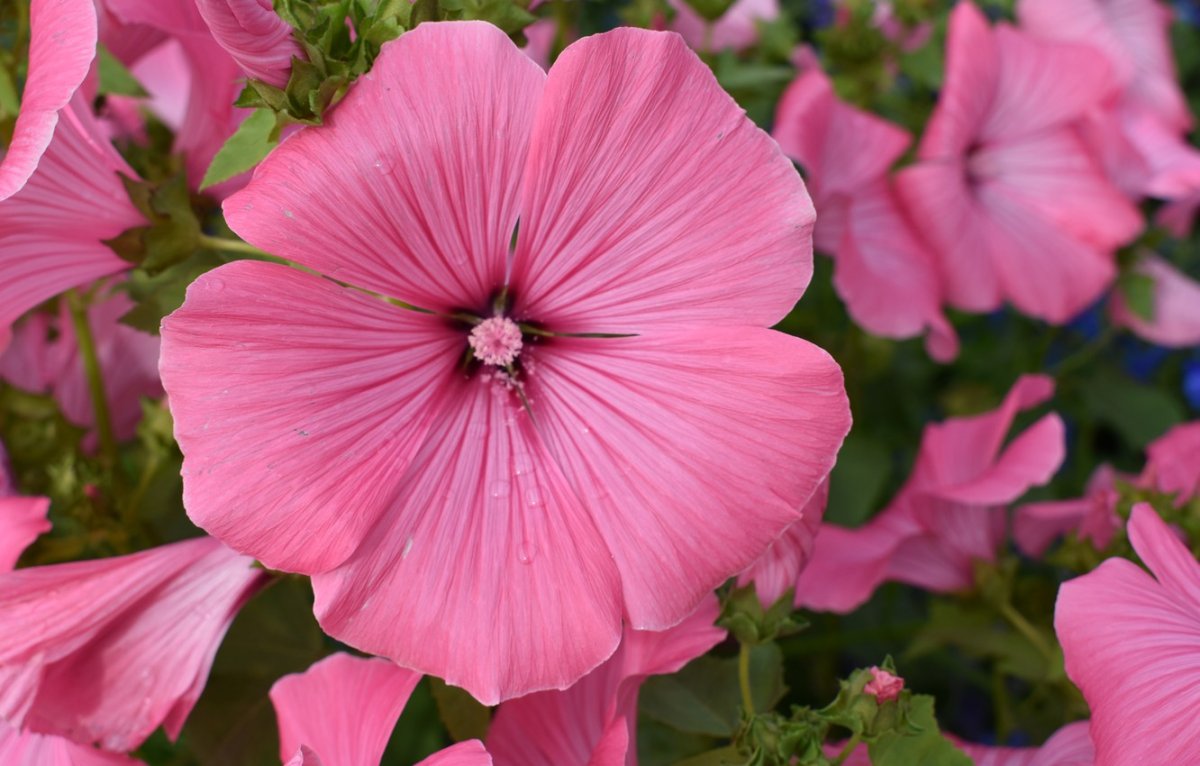 Розовый цветок мальвы крупным планом на фоне цветущего куста