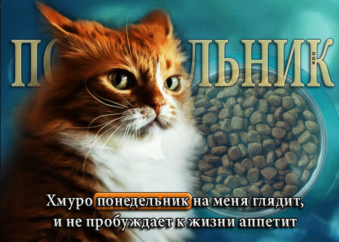 Рыжий кот рядом с миской еды и надписью ПОНЕДЕЛЬНИК и цитатой о понедельнике и отсутствии аппетита.