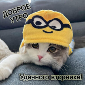 Доброе утро вторника. Котенок
