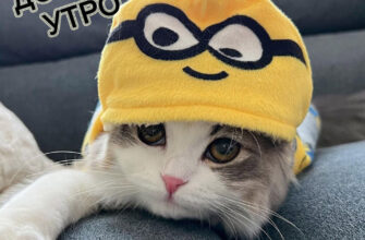 Доброе утро вторника. Котенок