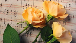 3 розы для учительницы музыки на восьмое марта