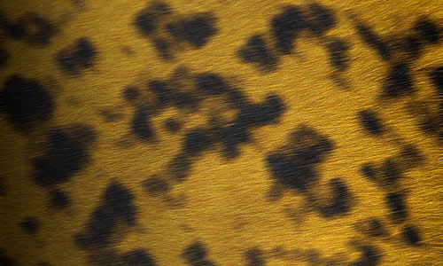 Создать текстуру леопардовой шкуры в в Photoshop
