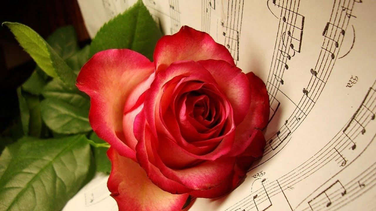 Красная роза для учителя музыки