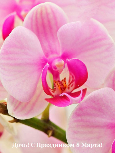 Нежная орхидея на праздник 8 марта доче