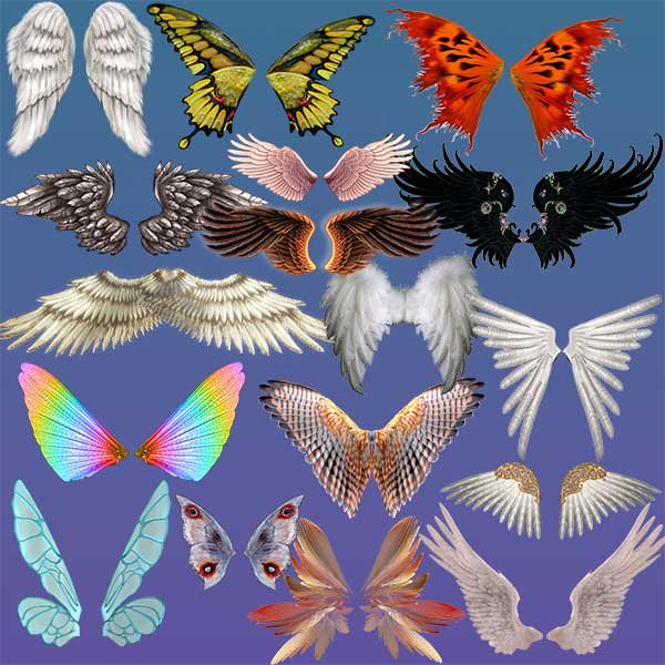 Разные крылья бабочек. Формы крыльев. Разные формы крыльев у птиц. Разные Крылья. Крылья бабочки.